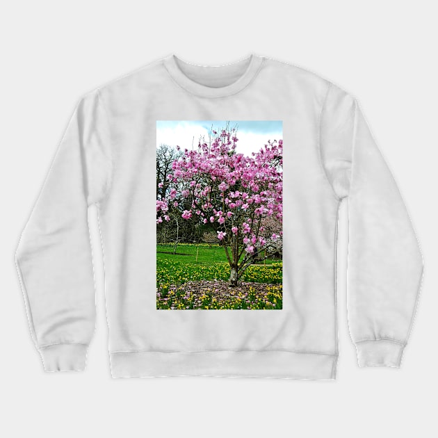 Magnolia Tree Batsford Arboretum Cotswolds UK Crewneck Sweatshirt by AndyEvansPhotos